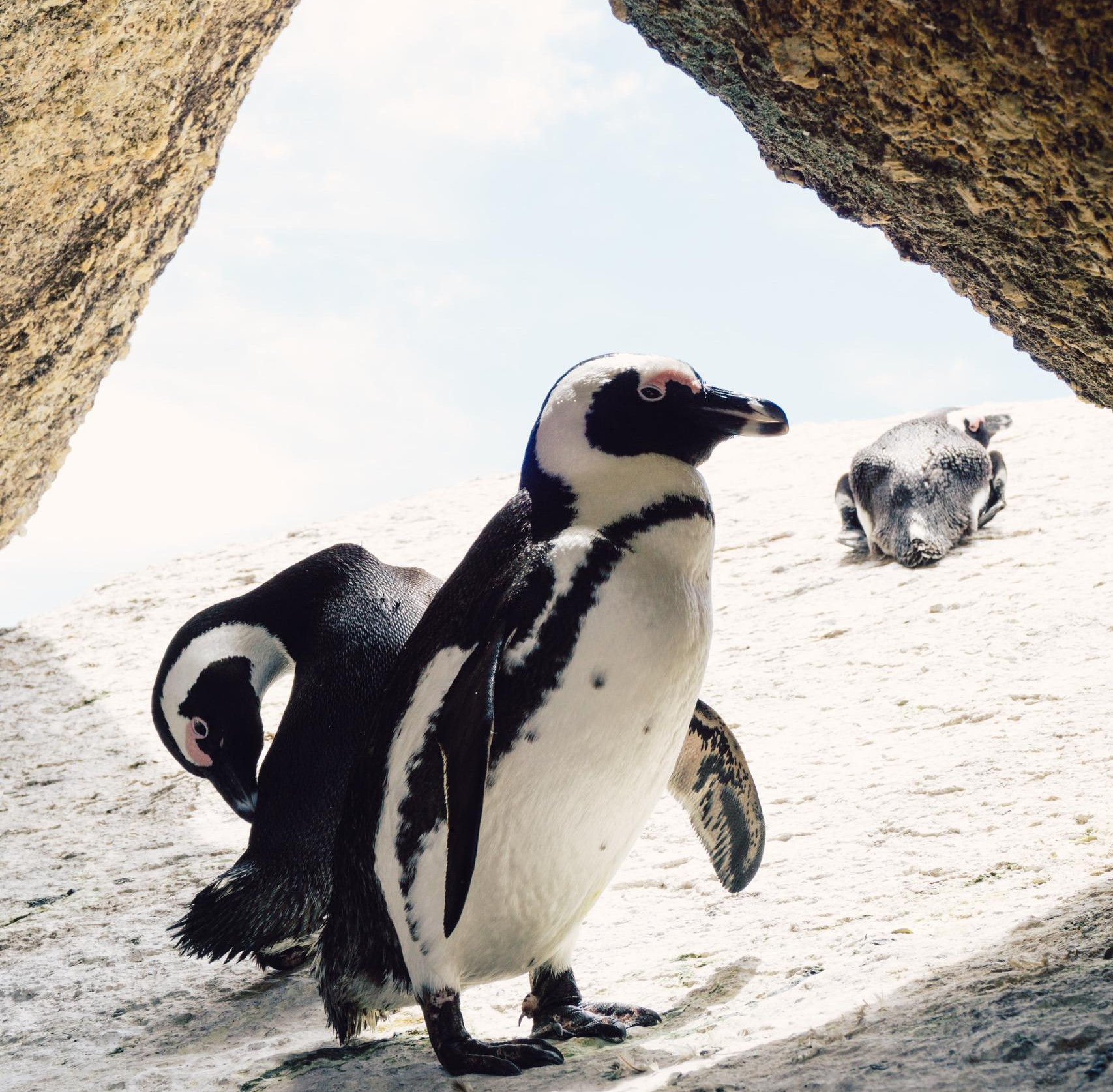 Fernreise, Pinguine